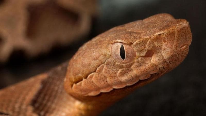 Snakes on a Training Pitch Cause Concern at World Cup